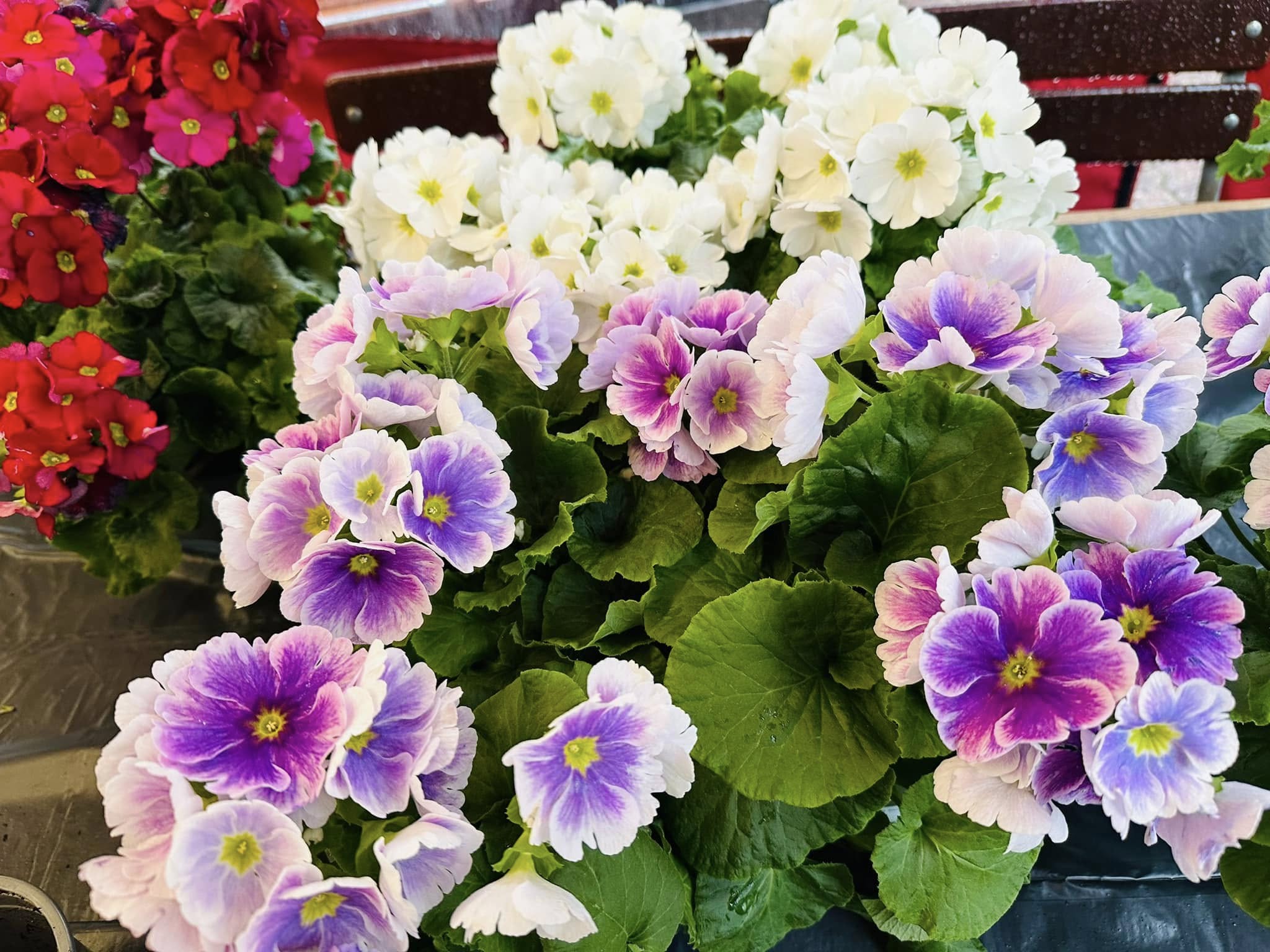 Vorschau: Unser Sommergarten